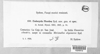Image of Endocycla phoebes